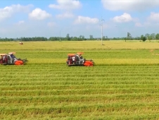 Điểm mới của Luật Đất đai 2024: Không cần xác nhận là "nông dân" vẫn được nhận chuyển nhượng đất lúa